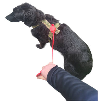 Thumbnail 4: doddle for dogs Leine rot für Hundegeschirr für große Hunde