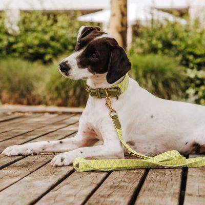 Thumbnail 5: Hey Lana Premium Führleine - 3-fach verstellbar XS-S/2-200 / Olivgrün/Neongelb