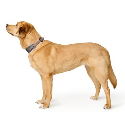 Thumbnail 6: HUNTER Halsband Havanna Mini XS-S (35), taupe/rauchblau