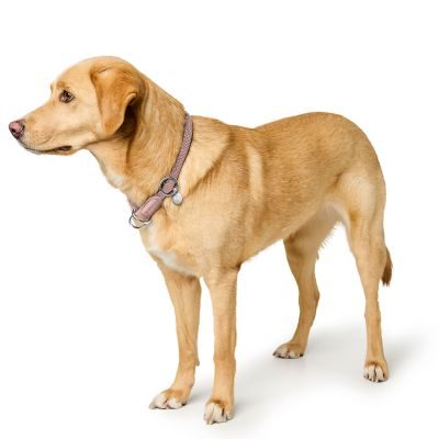 Thumbnail 4: HUNTER Dressurhalsung Malibu M (max. 45 cm), zartrosa