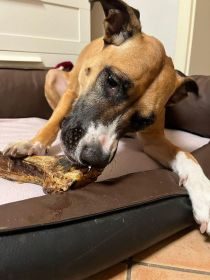 kauartikel.com Straußen-Knochen, Giant - Hunde-Kauartikel - Hunde-Snack - Hypoallergen-Kausnack - Leckerli vom Strauß