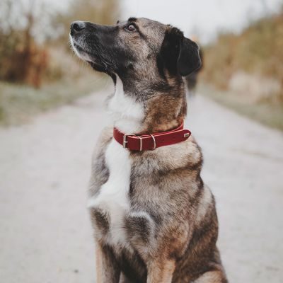 Thumbnail 4: HUNTER Halsband Grenaa S (42), rot