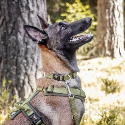 Thumbnail 2: Rudelkönig Hundehalsband Bella gepolstert, Robustes Hunde Halsband