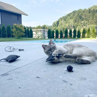 Thumbnail 1: stylecats® Katzenspielzeug Manni Manta Baldrian graphit 28 cm