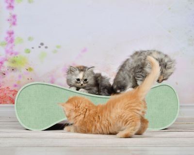 Thumbnail 3: cat-on LE VER S Kratzwelle für Katzen, hemlock mintgrün (006h)