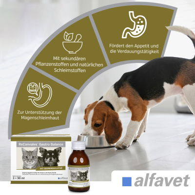 Thumbnail 3: alfavet ReConvales Gastro Balance für Hund und Katze, zur Pflege der Magenschleimhaut mit Säureregulator 3 x 90 ml