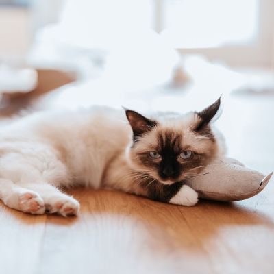 Thumbnail 2: stylecats® Katzenspielzeug Cloudy Baldrian hellgrau 15 cm