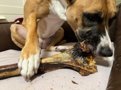 Thumbnail 4: kauartikel.com Straußen-Knochen, Giant - Hunde-Kauartikel - Hunde-Snack - Hypoallergen-Kausnack - Leckerli vom Strauß