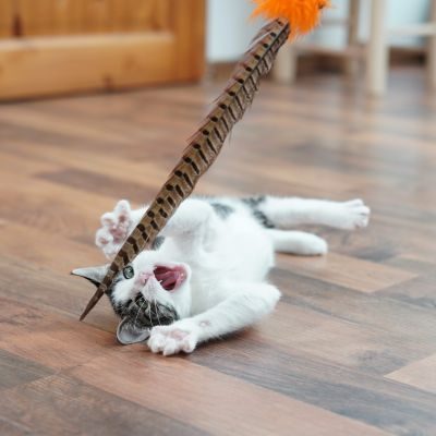 Thumbnail 5: SCHLITZOHR Federstäbe Birdy