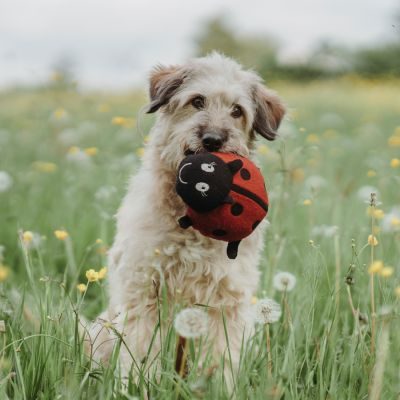 Thumbnail 6: HUNTER Hundespielzeug Florenz, Marienkäfer 20 cm