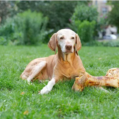 Thumbnail 2: Irish Pure Irish Pure Giant Beef Bone