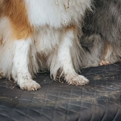 Thumbnail 3: Rudelkönig Kofferraumschutz Hund mit Ladenkantenschutz Universal Hundedecke Auto