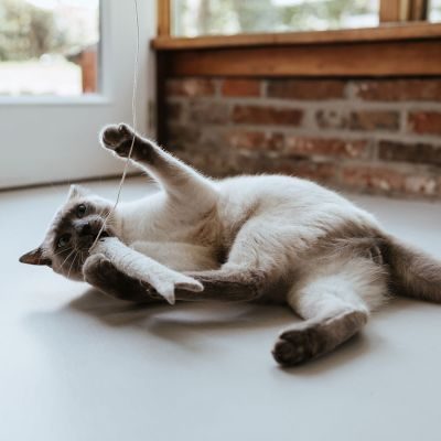 Thumbnail 3: stylecats® Katzenspielzeug Toller Hecht mit Schnur grau 3 cm