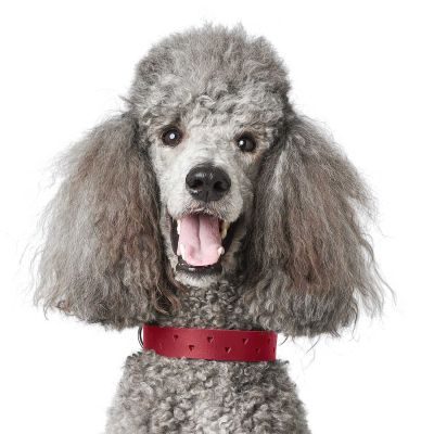 Thumbnail 5: HUNTER Halsband Aalborg Soul XS-S (35), rot