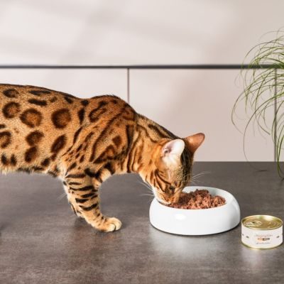 Thumbnail 1: Lucky-Kitty Probier die Maus: Katzenfutter Maus Pur (10x100g) + Napf GRATIS