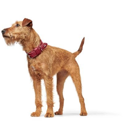 Thumbnail 6: HUNTER Halsband Aalborg Rustica M (55), rot