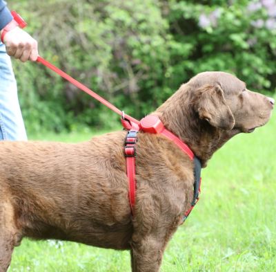 Thumbnail 7: doddle for dogs Hundegeschirr mit integrierter Leine Gr. L