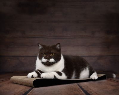 Thumbnail 2: cat-on LOUNGER SLIM LINE Kratzbrett für Katzen, schwarz matt (013x)