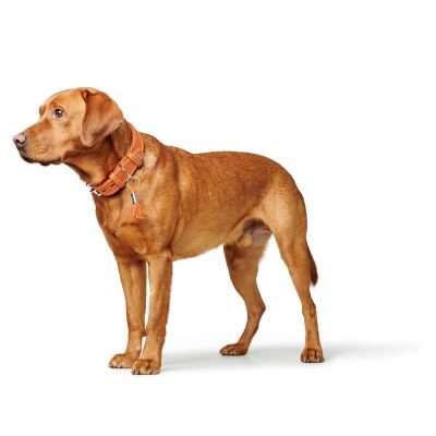 Thumbnail 5: HUNTER Halsband Cannes L (65), orange