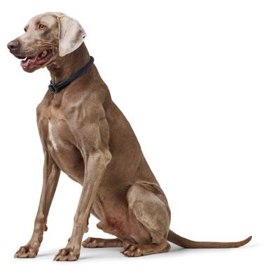 Thumbnail 3: HUNTER Dressurhalsung Eiby Freestyle S-M (max. 40 cm), blau