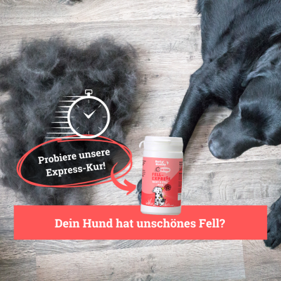 Thumbnail 2: BeG Buddy Haut und Fell für Hunde - Fell-Express - Fellgesundheit