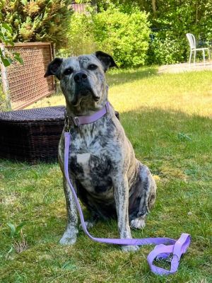 Thumbnail 3: SimplePets Halsband strong