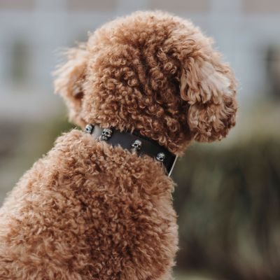 Thumbnail 8: HUNTER Halsband Tijuana XS-S (35), schwarz