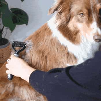Thumbnail 6: BluePet Unterfellbürste - Unterwollbürste für Hunde & Katzen im Fellwechsel - Unterwolle entfernen, Filz & Knoten - effektiver Unterwollkamm, Unterfellkamm