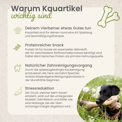 Thumbnail 6: kauartikel.com Kalbs-Ohren Gr. S - Hunde-Kauartikel - Hunde-Snack - Kausnack - Kälber-Leckerli (Rind)