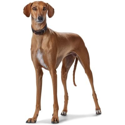 Thumbnail 4: HUNTER Windhundhalsband Super Soft S (42), dunkelbraun