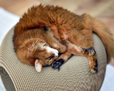 Thumbnail 4: cat-on BILLE, runder Katzenkorb mit Katzenhöhle