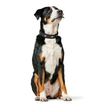 Thumbnail 3: HUNTER Halsband Softie Stone L (65), schwarz