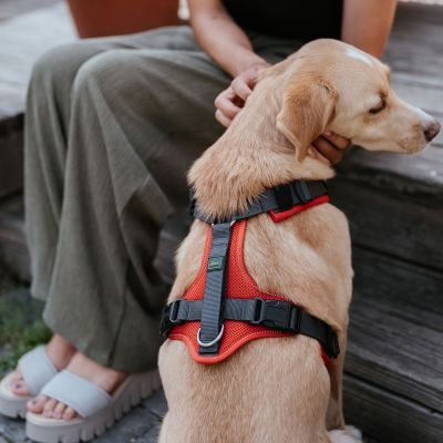 Thumbnail 9: HUNTER Geschirr Maldon Up mit Griff L, rot/grau