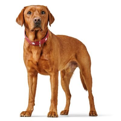 Thumbnail 4: HUNTER Halsband Magic Star M (55), rot/schwarz