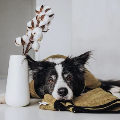 Thumbnail 4: Rudelkönig Hundebademantel aus 100% Baumwolle, Saugstarker Hundebademantel, Hunde Bademantel