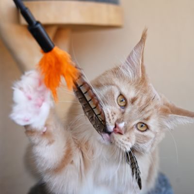 Thumbnail 8: SCHLITZOHR Federstäbe Birdy