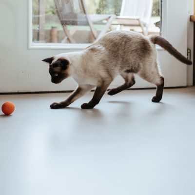 Thumbnail 4: stylecats® Katzenspielzeug Boo Royal orange Ø = 3,8 cm