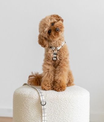 Thumbnail 4: CAFIDE Recyceltes PET-Geschirr, Juno