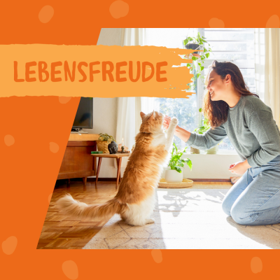 Thumbnail 2: Dokas Nasch-Creme mit Leber Katzenfutter-Topping 12x 90g Multipack