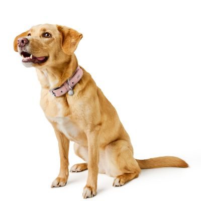 Thumbnail 2: HUNTER Halsband Malibu S-M (50), zartrosa