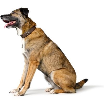 Thumbnail 5: HUNTER Halsband Amalfi M-L (60), schokobraun