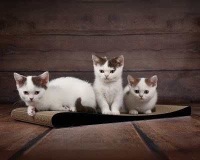 cat-on LOUNGER SLIM LINE Kratzbrett für Katzen, schwarz matt (013x)