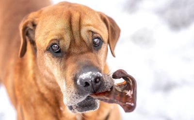 Thumbnail 3: 123… Hund dabei! Schweineohren 100 Stück