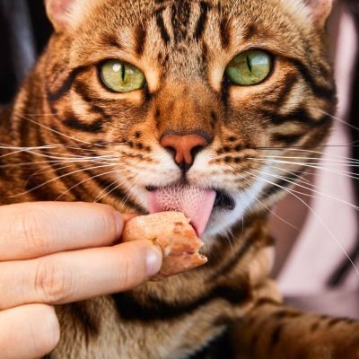 Thumbnail 2: Lucky-Kitty Filet-Sticks Forelle Premium-Qualität 20 x 22g