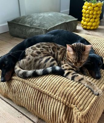 Thumbnail 8: CAFIDE Hundebett, Cuadra