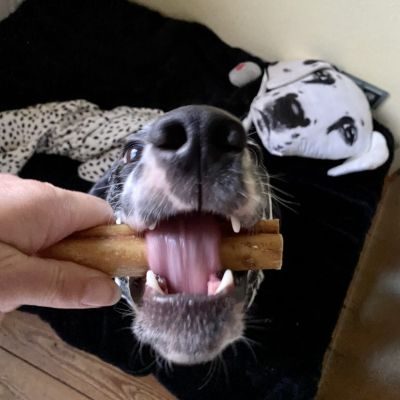 Thumbnail 6: kauartikel.com Ochsen-Ziemer, 12cm - Hunde-Kauartikel - Hunde-Snack - Kausnack vom Ochsen - Leckerli vom Rind