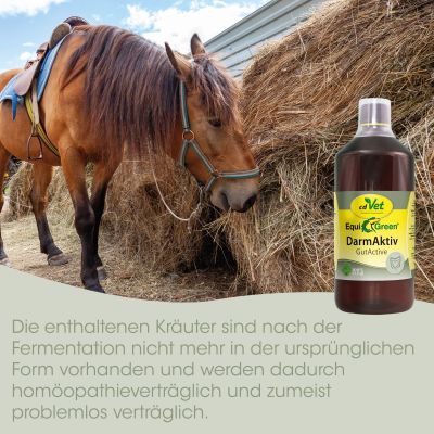 Thumbnail 4: cdVet EquiGreen DarmAktiv 1 L - Natürlich fermentiertes Ergänzungsfuttermittel für die Pferdes Darmflora