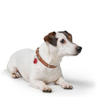 Thumbnail 6: HUNTER Halsband Aalborg Hearts XS (32), cognac