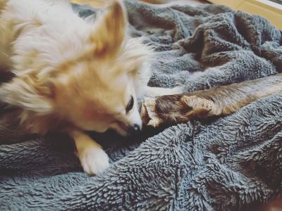 Thumbnail 1: kauartikel.com Reh-Unterbein mit Fell - hypoallergener Hunde-Kauartikel - Hunde-Snack - Wild-Kausnack - Leckerli