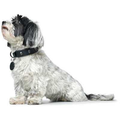 Thumbnail 6: HUNTER Halsband Tijuana XS-S (35), schwarz